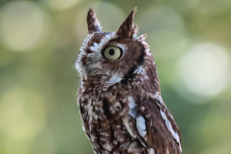 Free stock image of Mini owl created by agphotostock.com