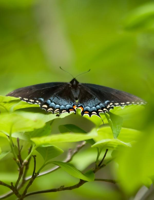 Free stock image of Butterfly created by agphotostock.com