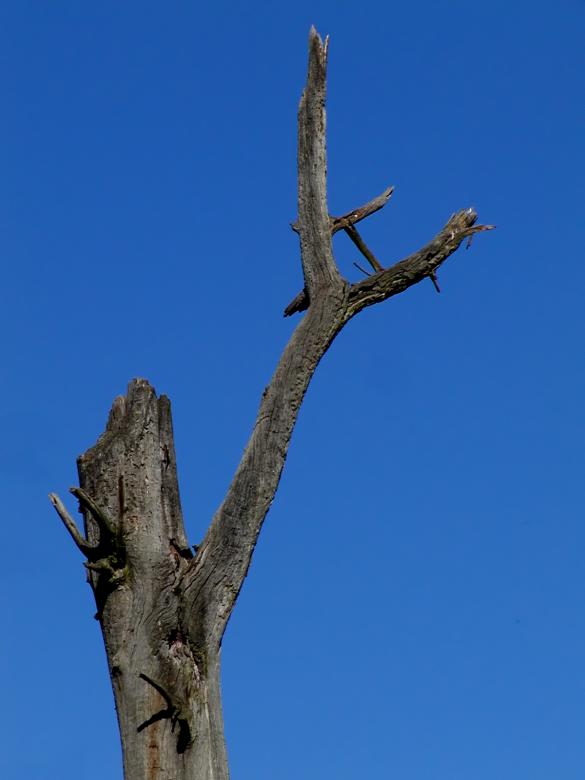 Free stock image of Dead tree created by Gina145