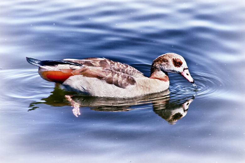 Free stock image of Swimming duck created by Gina145