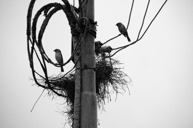 Free stock image of Birds and nest created by Gina145