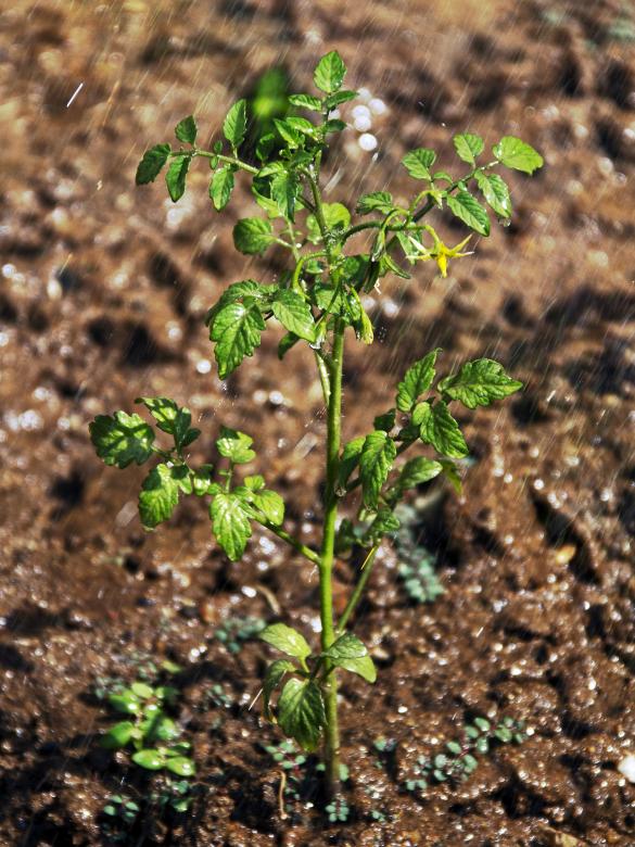 Free stock image of Tomato plant created by Gina145