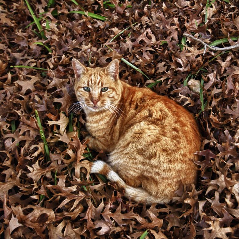 Free stock image of Autumn cat 2 created by Gina145