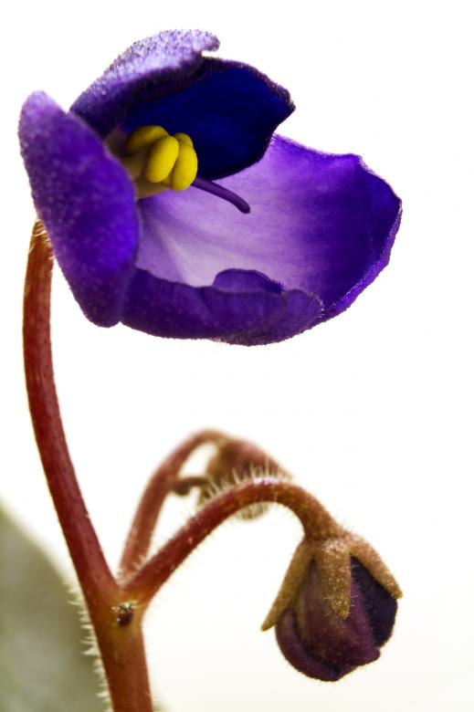 Free stock image of African violet blossom created by Gina145