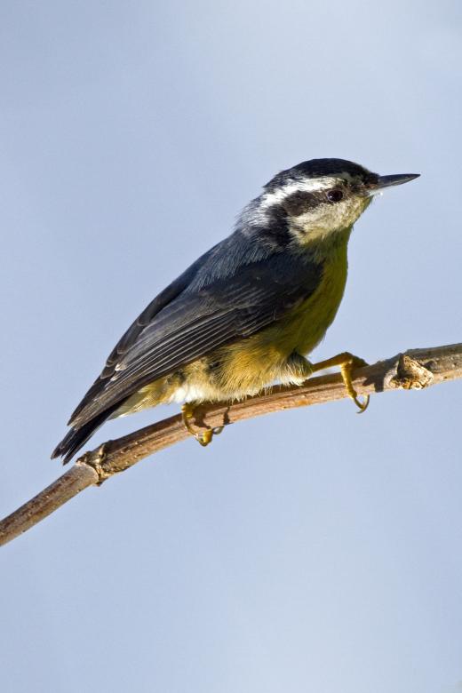 Free stock image of Nuthatch created by Geoffrey Whiteway
