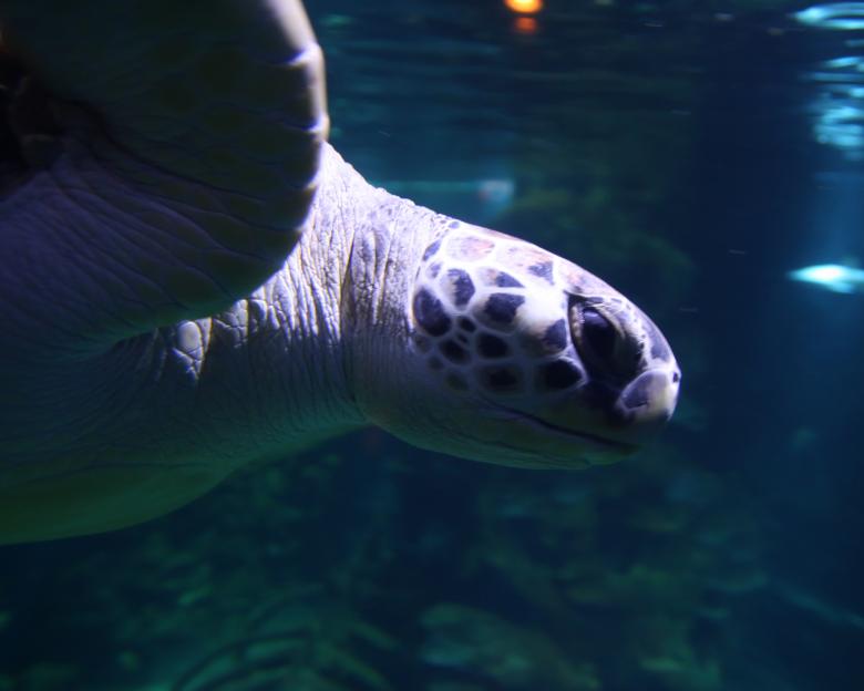 Free stock image of Sea Turtle created by Geoffrey Whiteway