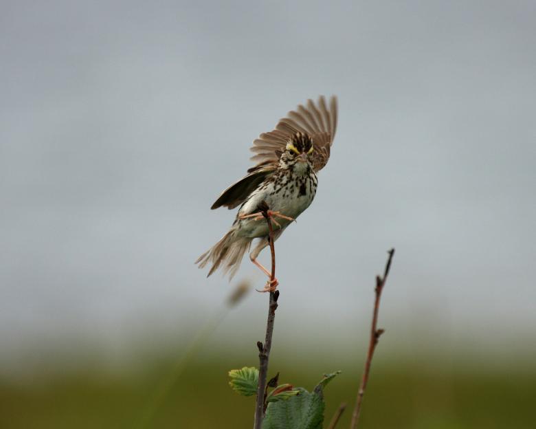Free stock image of Sparrow created by Geoffrey Whiteway