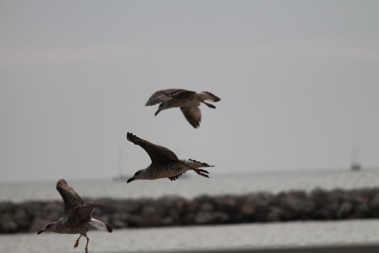 Free stock image of Seagulls created by De Swert Nicolas