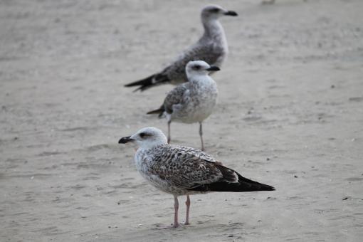 Seagulls - Free Stock Photo