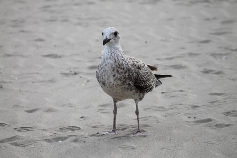 Free stock image of Seagull created by De Swert Nicolas