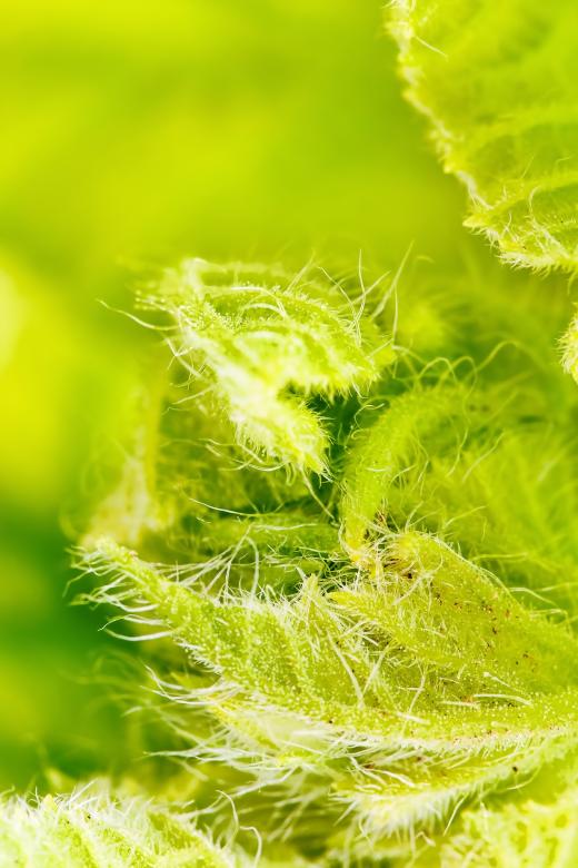 Free stock image of Spring leaves created by 2happy