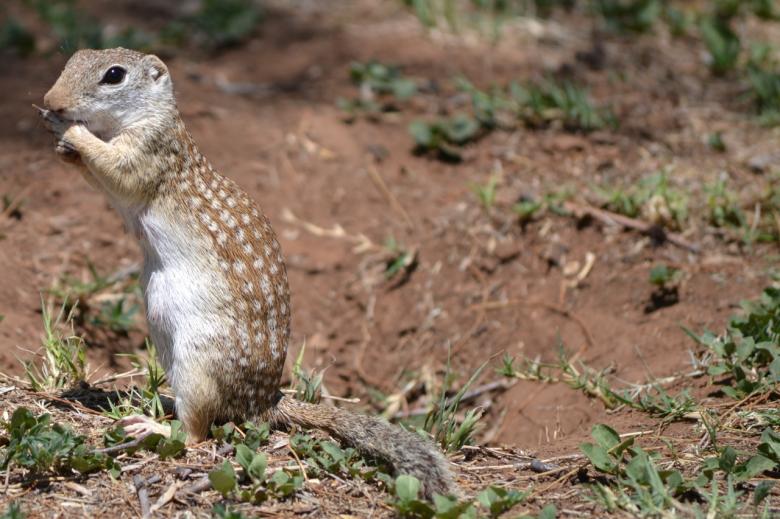 Free stock image of Prairie Dog created by Jonathan Harris