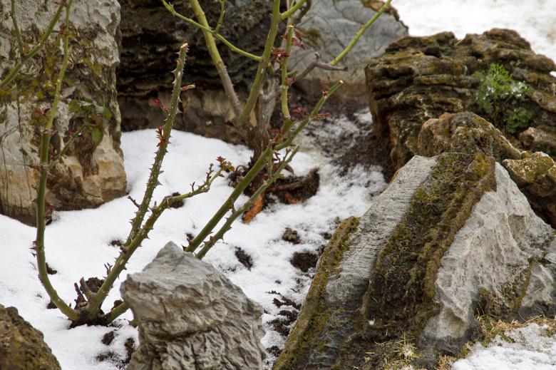 Free stock image of Rose in the snow created by Gina145