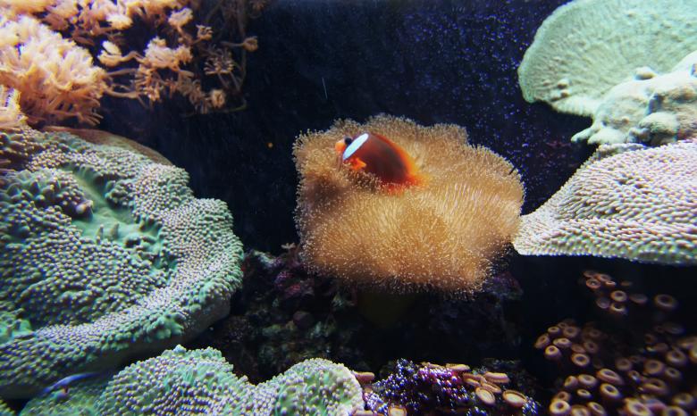 Free stock image of Clownfish created by agphotostock.com