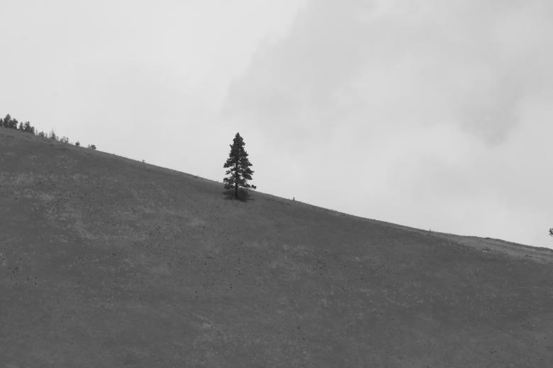 Free stock image of Lonely tree on mountain created by agphotostock.com