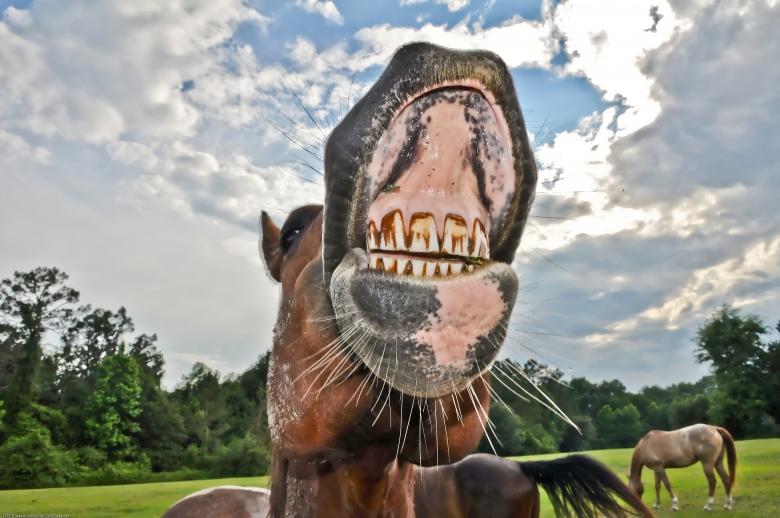 Free stock image of Horse teeth needs dental work created by agphotostock.com