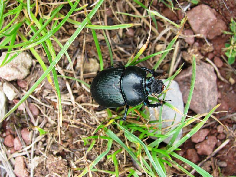 Free stock image of Blue Metallic dung beetle created by Yuliy Ganev