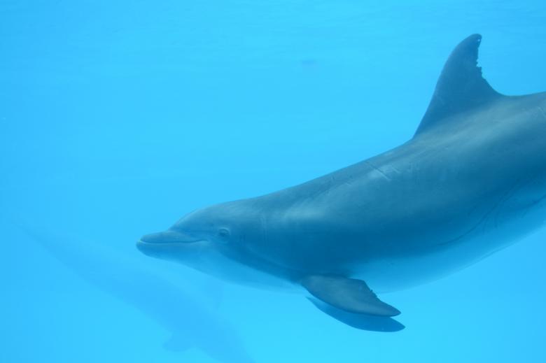 Free stock image of Dolphin Underwater created by Jonathan Harris