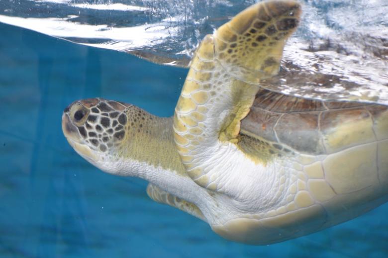 Free stock image of Sea Turtle Aquarium created by Jonathan Harris