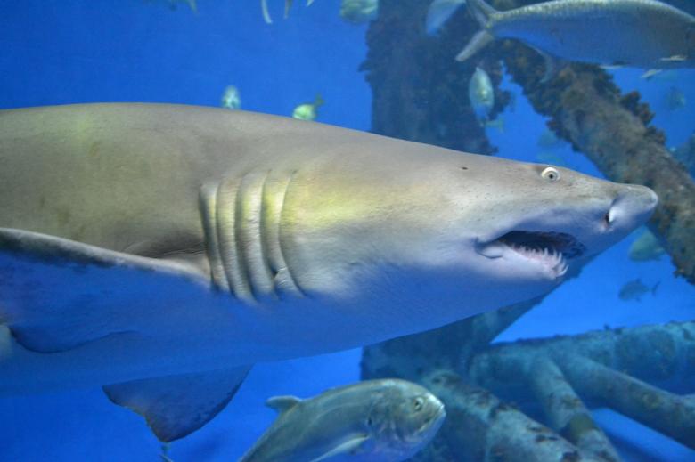 Free stock image of Shark Aquarium created by Jonathan Harris