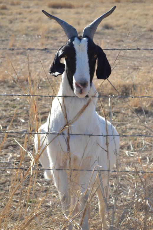 Free stock image of Black and White Goat created by Jonathan Harris