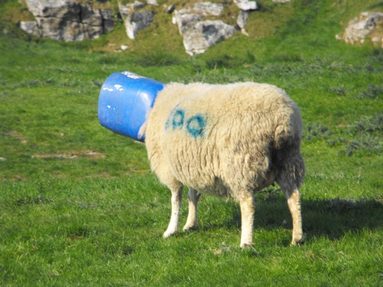 Free stock image of Bucket Head Sheep created by Jonathan Harris