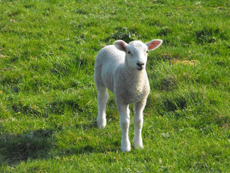 Free stock image of Baby Lamb created by Jonathan Harris