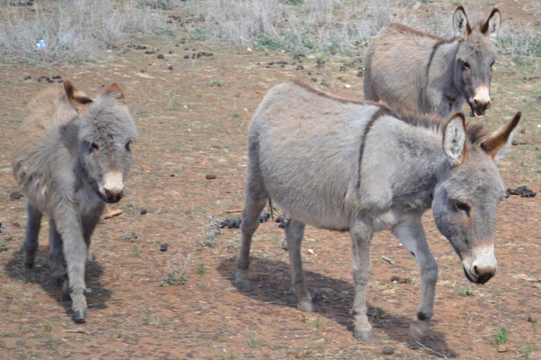 Free stock image of Miniature Donkeys created by Jonathan Harris
