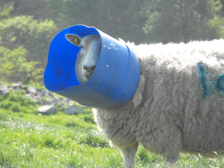 Free stock image of Bucket Head created by Jonathan Harris