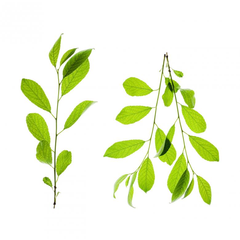 Free stock image of green leaves created by 2happy
