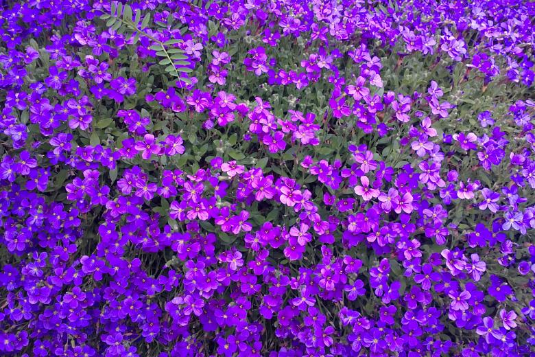 Free stock image of Purple Flowers created by Maria Stoyanova