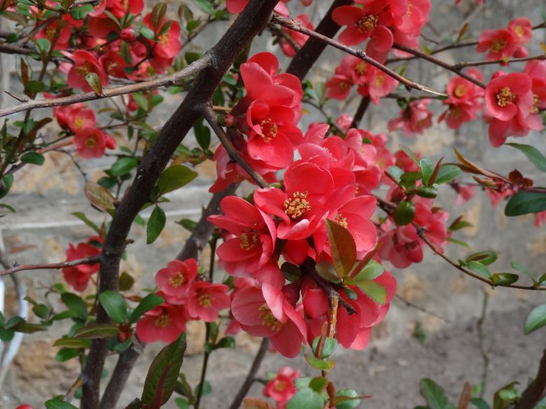 Free stock image of Red Flowers created by Maria Stoyanova