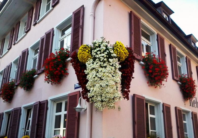 Free stock image of Chrysanthemas on house created by Laura Dambite