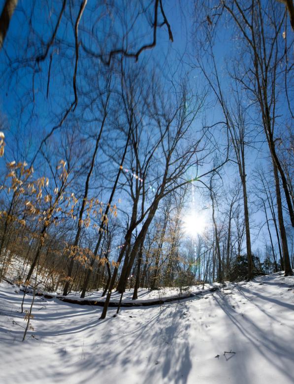 Free stock image of Trees covered in snow created by agphotostock.com