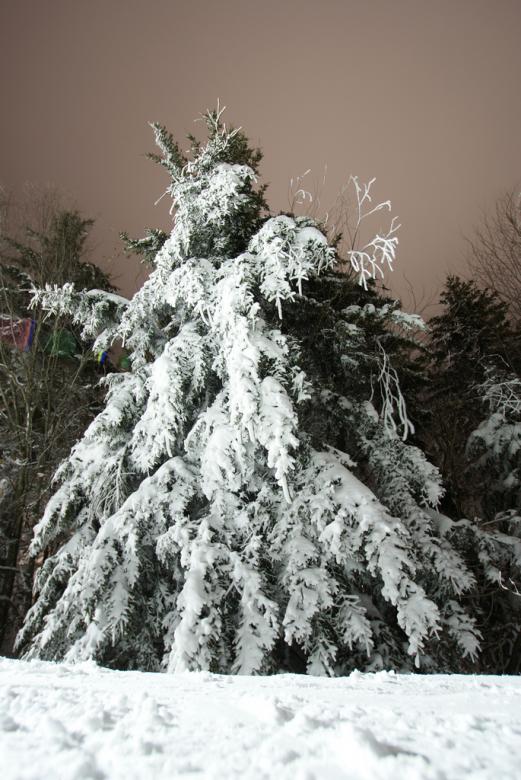Free stock image of Trees covered in snow created by agphotostock.com
