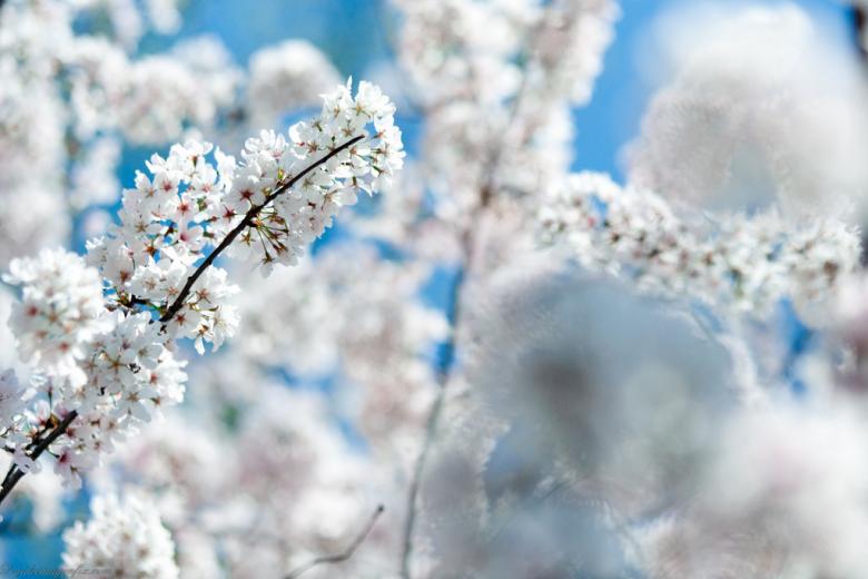 Free stock image of White Flowers created by agphotostock.com