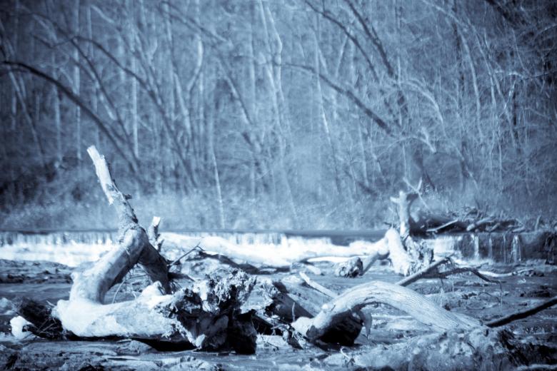 Free stock image of Dead Wood created by agphotostock.com