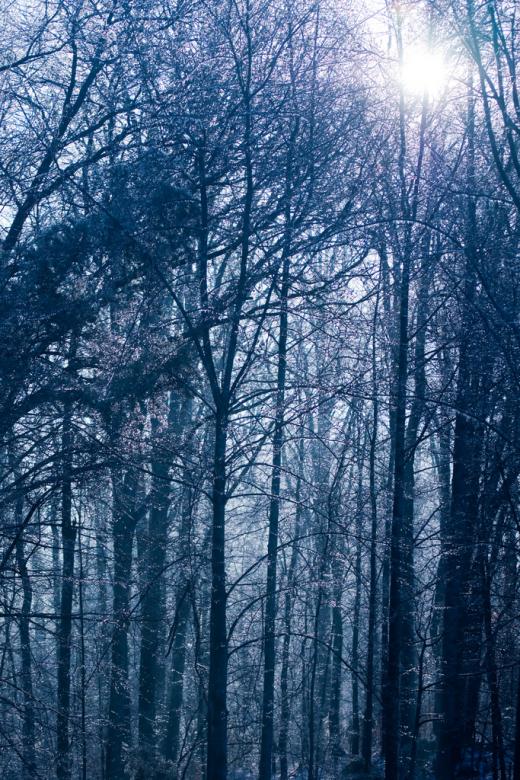 Free stock image of Forest created by agphotostock.com