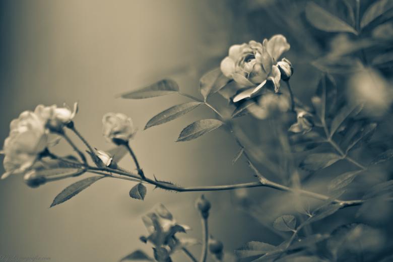 Free stock image of Sepia Flowers created by agphotostock.com