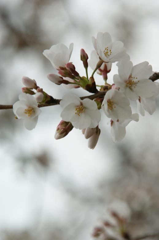 Free stock image of White Flowers created by agphotostock.com