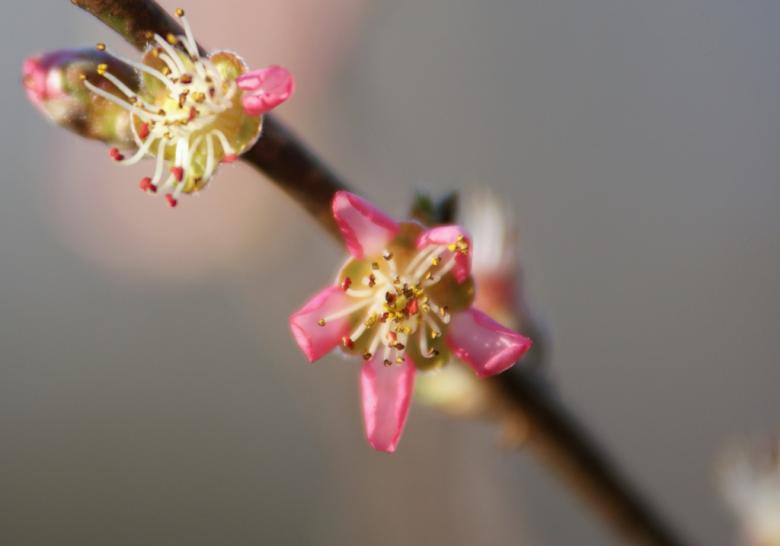 Free stock image of Pink Flowers created by agphotostock.com
