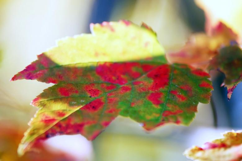 Free stock image of Fall season created by agphotostock.com