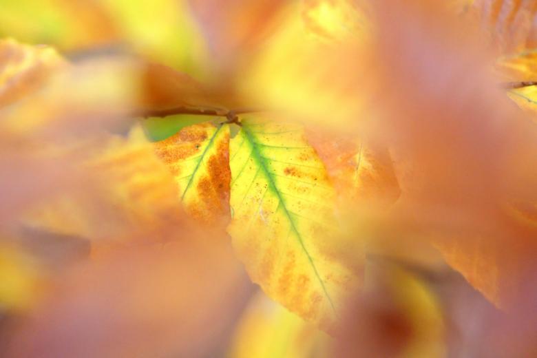 Free stock image of Autumn colors created by agphotostock.com
