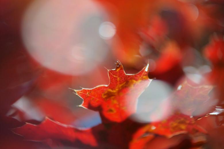 Free stock image of Autumn colors created by agphotostock.com