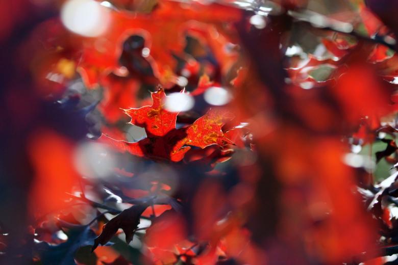 Free stock image of Autumn colors created by agphotostock.com