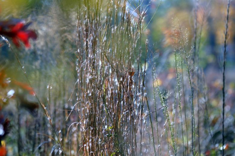 Free stock image of Autumn colors created by agphotostock.com