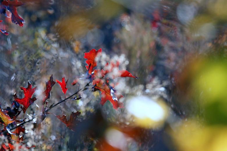 Free stock image of Autumn colors created by agphotostock.com