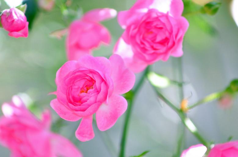 Free stock image of Pink Roses created by agphotostock.com