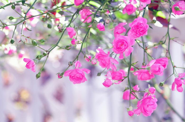 Free stock image of Pink Roses created by agphotostock.com