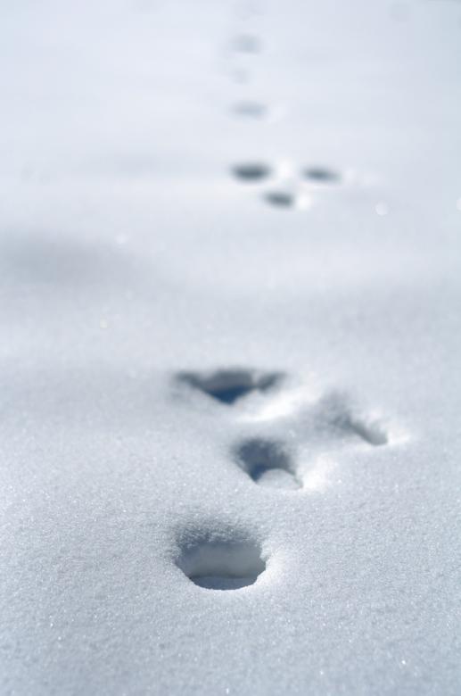 Free stock image of Steps in the snow created by agphotostock.com